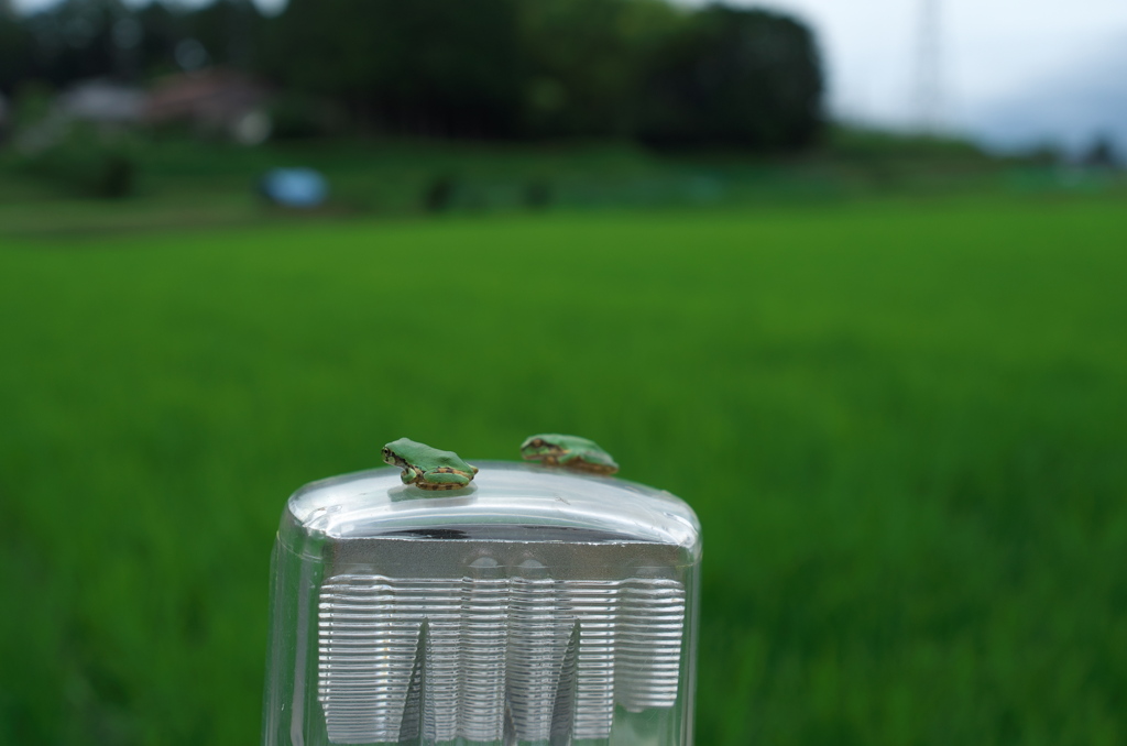 雨上がりの散歩