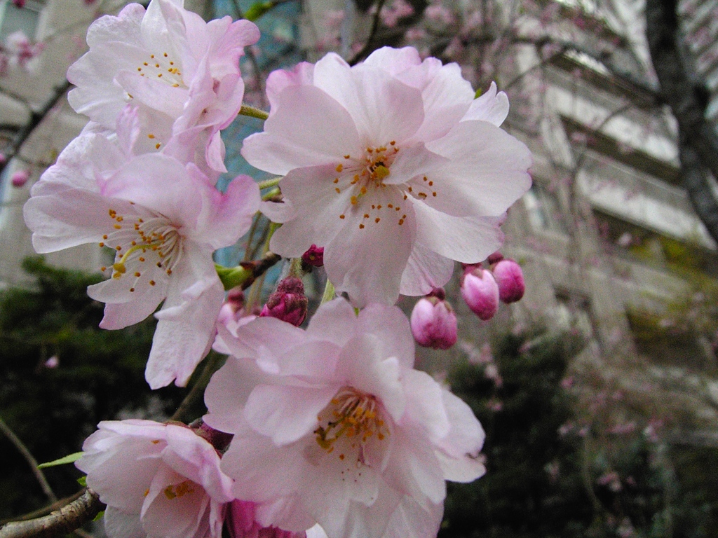 桜ノ宮　百花繚乱