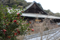 長谷寺　椿