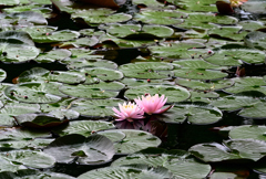朝散歩