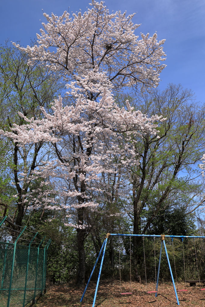 ご近所の桜