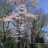ご近所の桜