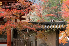 秋に染まる室生寺