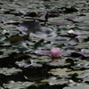 晩夏