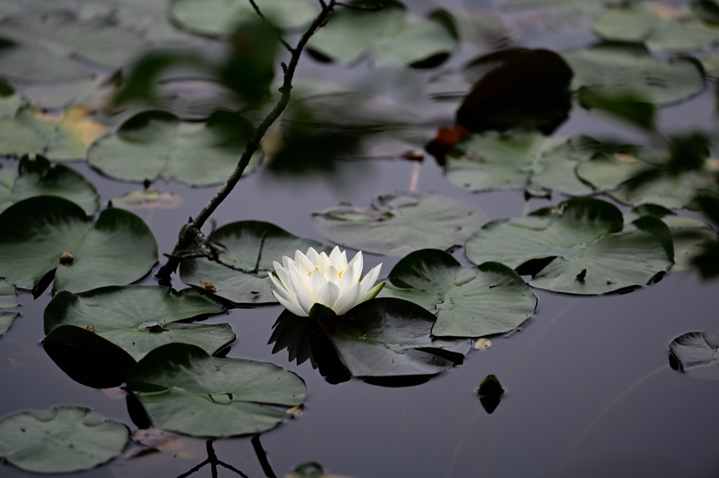 水辺の花