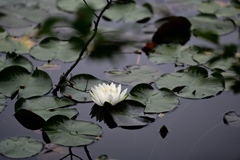 水辺の花