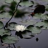 水辺の花