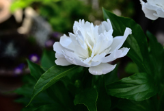 庭に咲く花