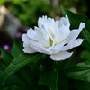 庭に咲く花