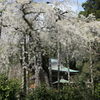 枝垂れ桜