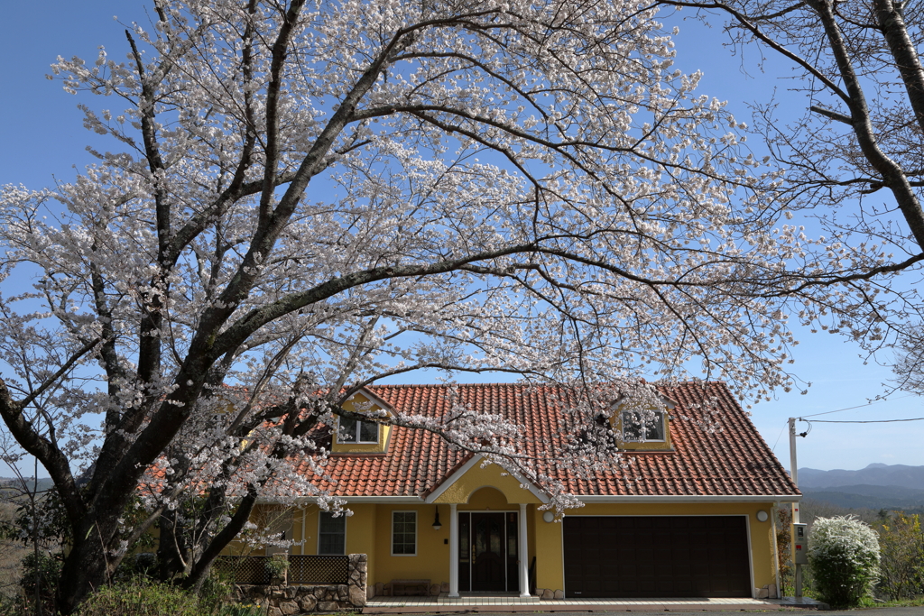 桜の咲く風景