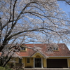 桜の咲く風景