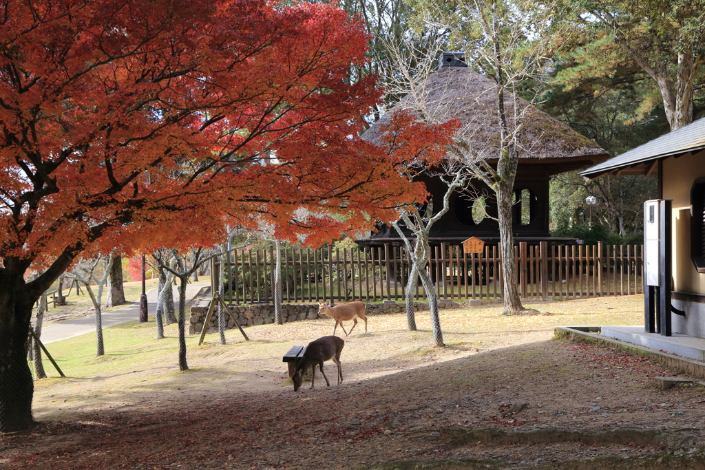 晩秋　奈良公園