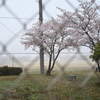 今朝の桜