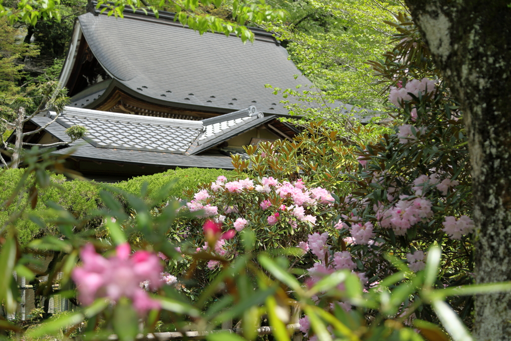 室生寺に春来る