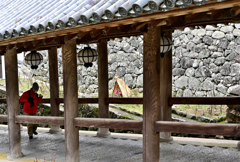 長谷寺の寒牡丹