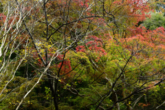 長谷寺　秋景色