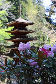 五重塔と石楠花