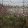 桜雨