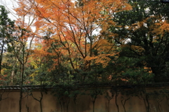 奈良の壁