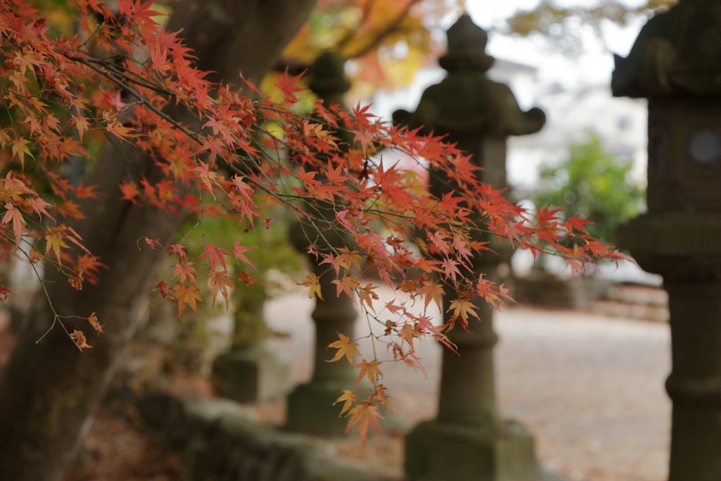 積田神社　参道の紅葉