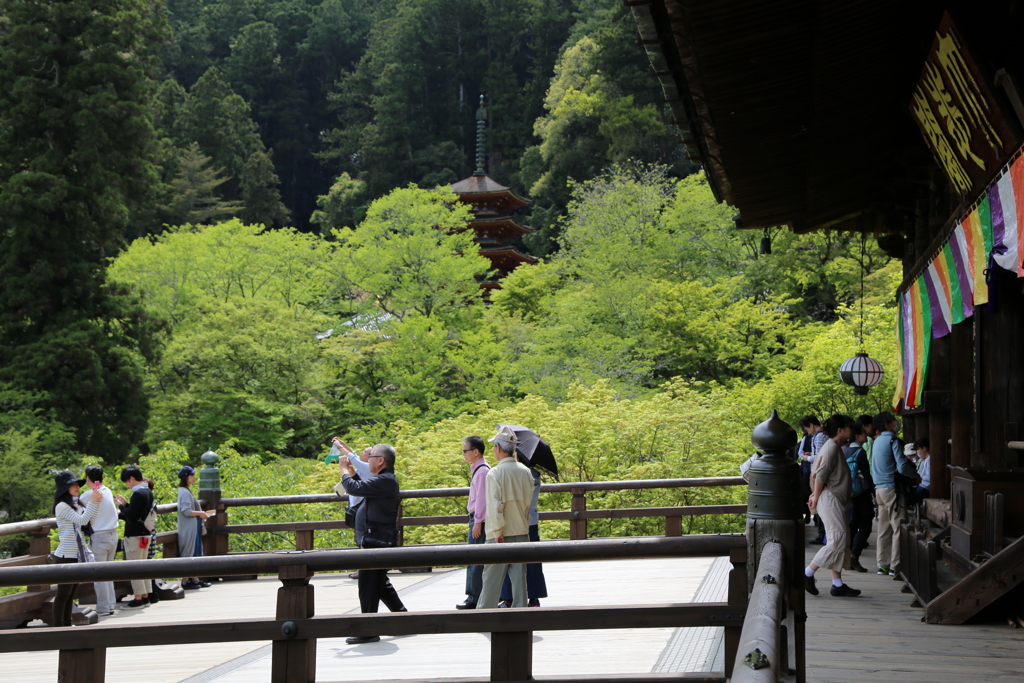 ５月の長谷寺　新緑