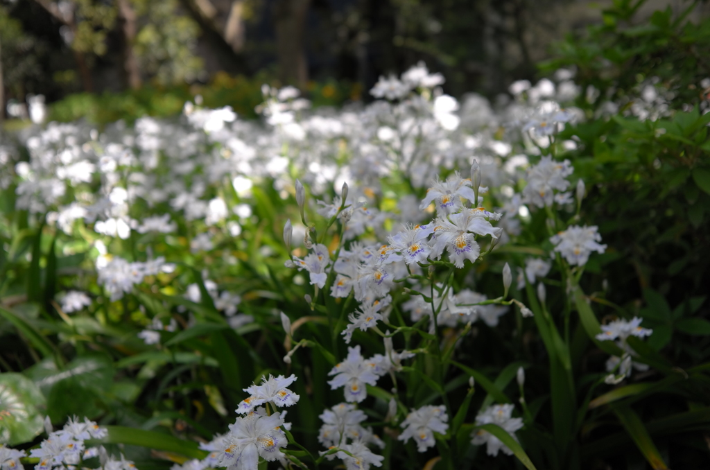 シャガの花