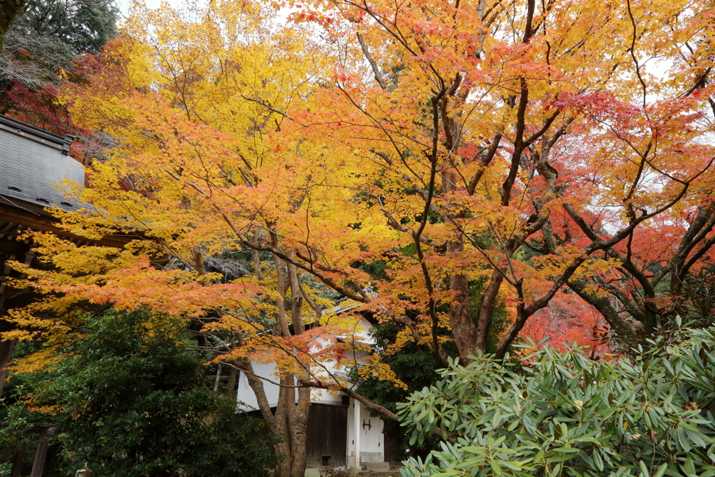 室生寺の秋