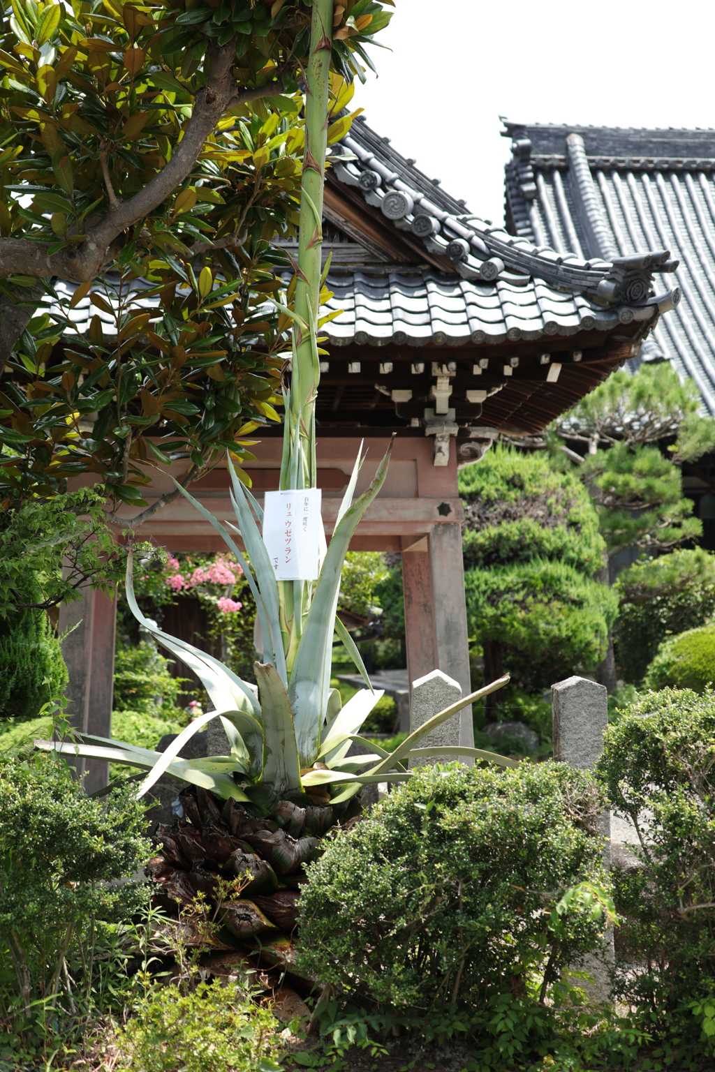 竜舌蘭の花