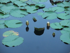 朝散歩