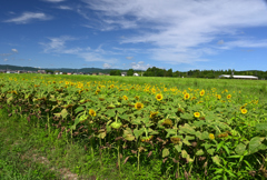 夏、ひまわり