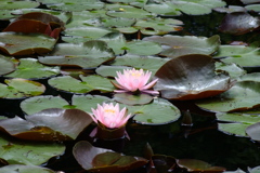 池に睡蓮が咲く