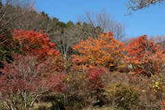 錦の野山