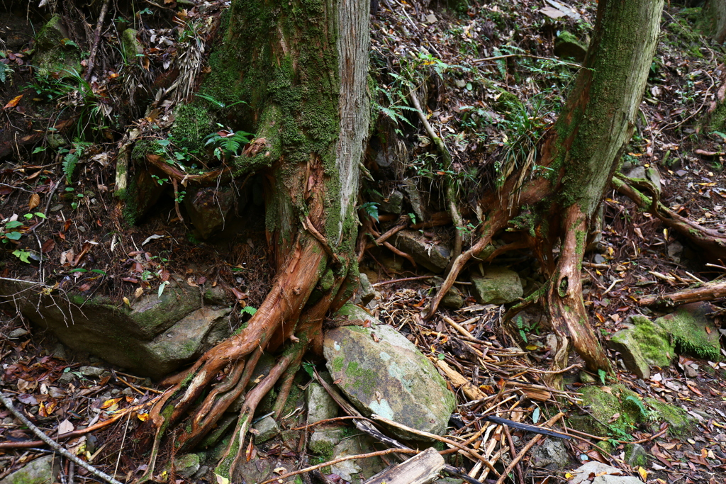 渓谷の木々「踏ん張る」