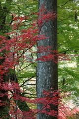 錦秋の山寺