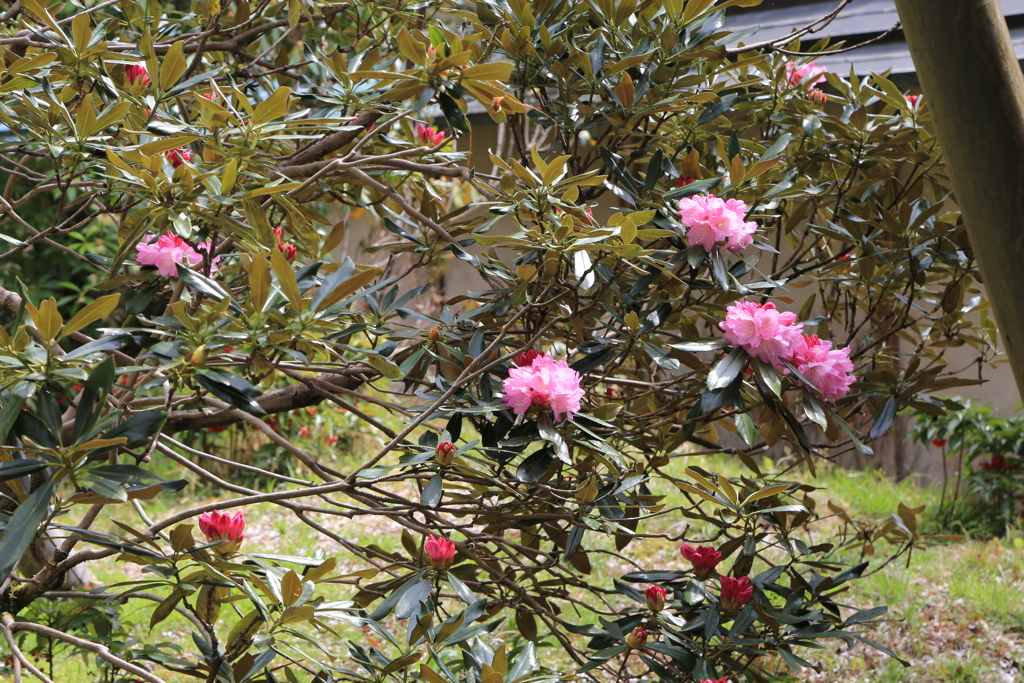 室生寺　寸景