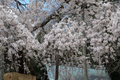 枝垂れ桜