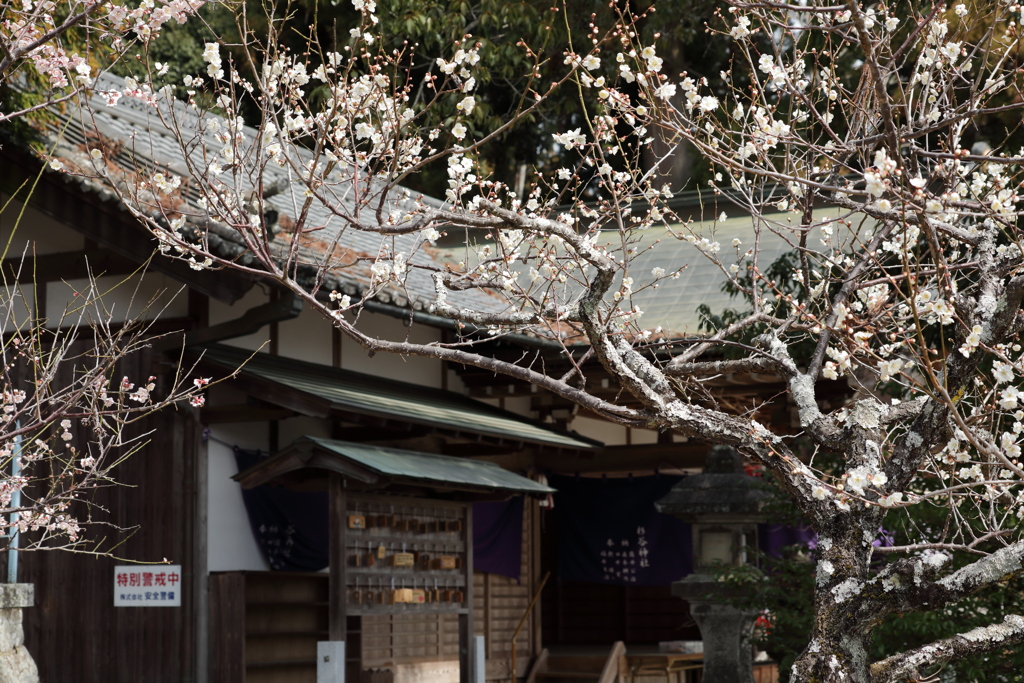 梅の花