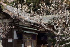 梅の花