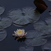 公園の睡蓮