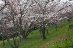 桜祭り