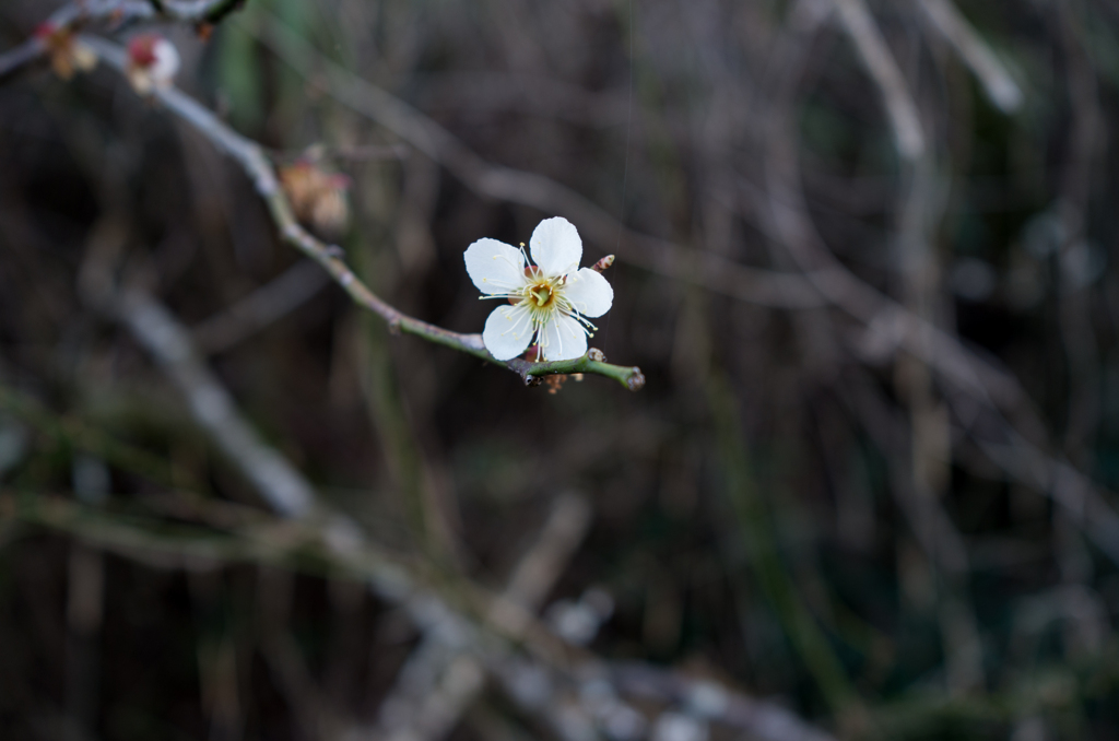 花時