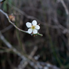 花時