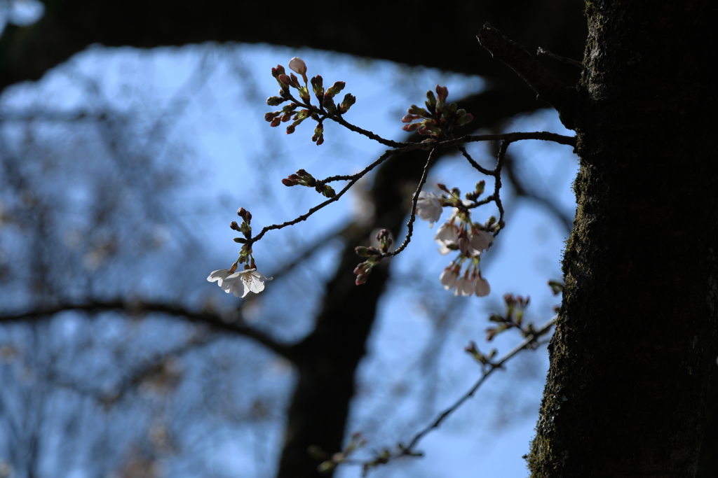 桜咲く頃