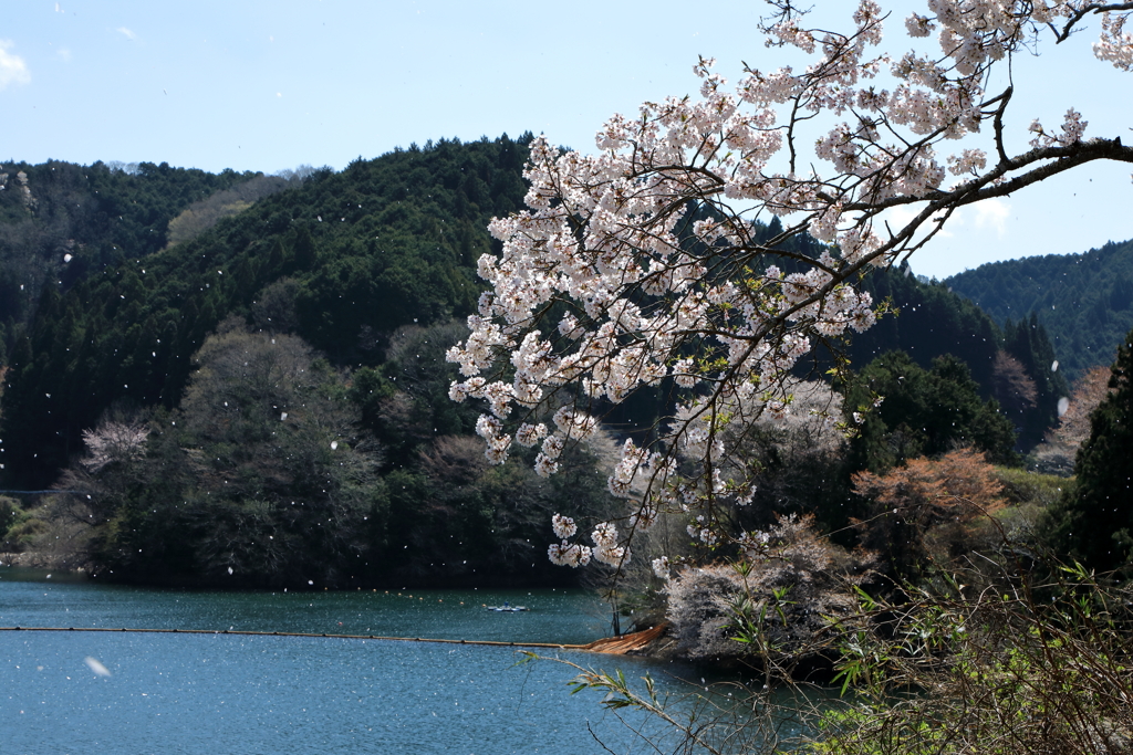 青蓮寺湖の桜