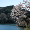 青蓮寺湖の桜