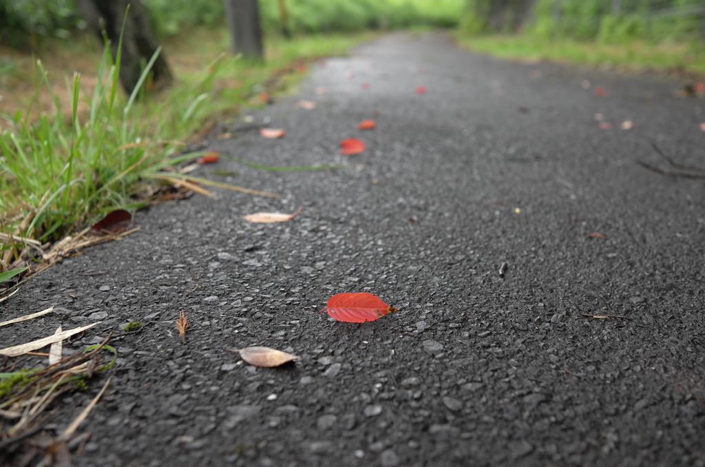 雨上がりの散歩