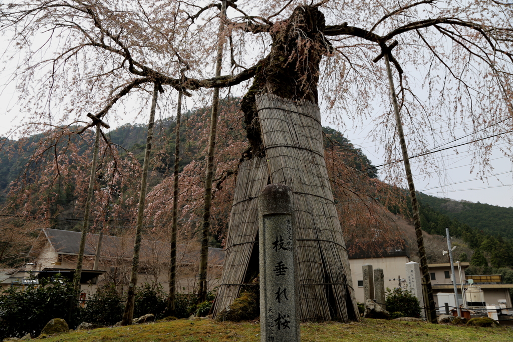 花を探して赤目へ
