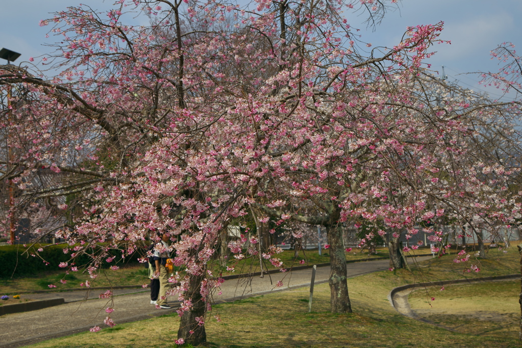 桜祭り