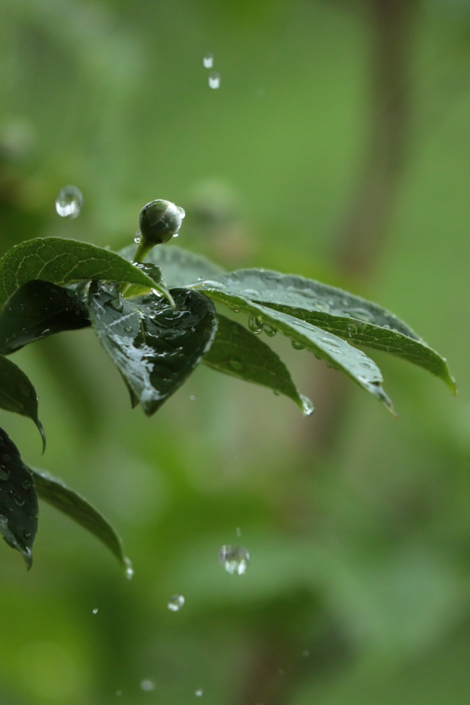 雨の雫